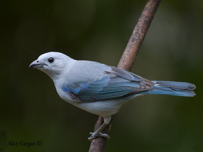 Blue-gray Tanager 2010