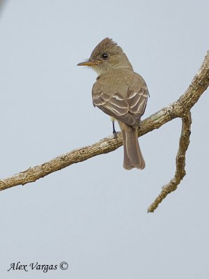 Eastern Wood-Pewee 2010 - back view