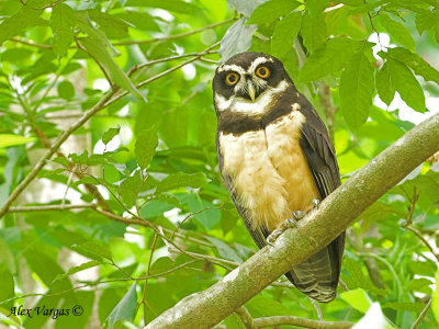 Spectacled Owl 2010
