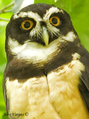 Spectacled Owl 2010 - portrait