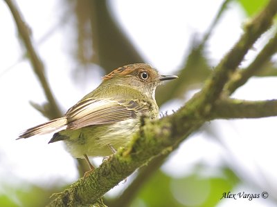 Scale-crested Pygmy-Tyrant 2010