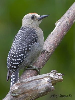 Hoffmann's Woodpecker 2010 - juvenile 2