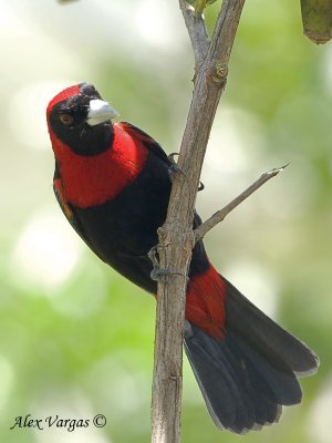 Crimsom-collared Tanager 2010