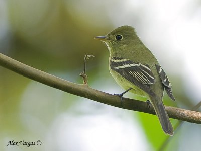 Yellow-bellied Flycatcher 2010