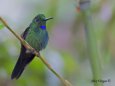 Green-crowned Brilliant 2010