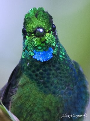 Green-crowned Brilliant 2010 - male - display