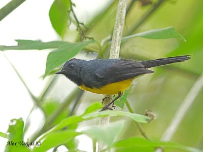 Slate-throated Redstart 2010