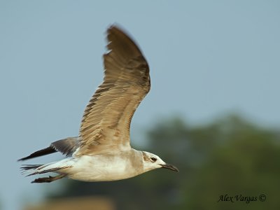 Laughing Gull 2010 - first winter