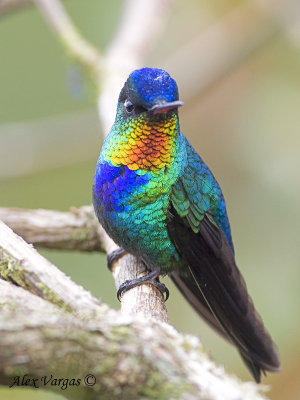 Fiery-throated Hummingbird 2010 - display