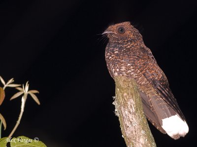 Dusky Nightjar 2010