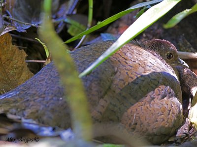 Great Tinamou - nesting 2010