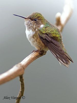 Volcano Hummingbird 2010 - female