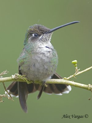 Magnificent Hummingbird 2010 - female