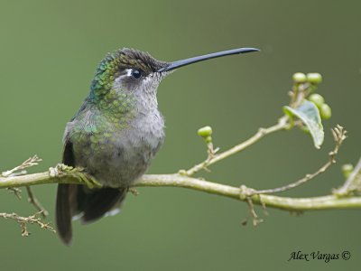Magnificent Hummingbird 2010 - female 2