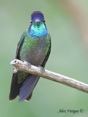 Magnificent Hummingbird 2010 - male - display