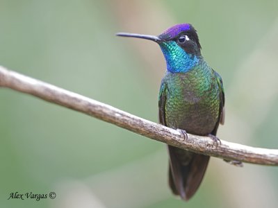 Magnificent Hummingbird 2010 - male