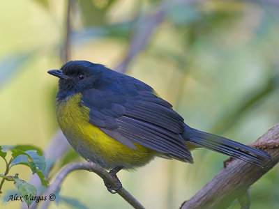Black-and-Yellow Silky-Flycatcher 2010 - male