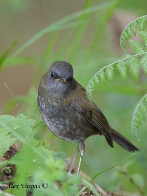 Black-billed Nightingale-Thrush 2010 - juvenile
