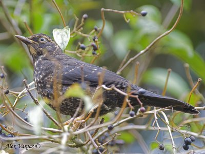 Sooty Robin 2010 - juvenile