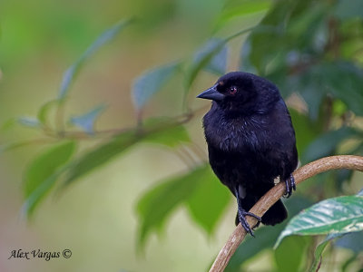 Bronzed Cowbird 2010