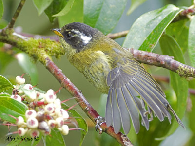 Sooty-capped Bush-Tanager 2010 - juvenile
