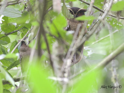 Crested Owl 2010