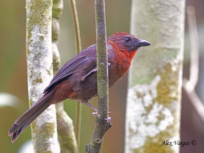 Red-throated Ant-Tanager 2010