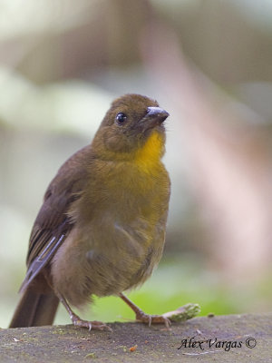 Red-throated Ant-Tanager 2010 - female