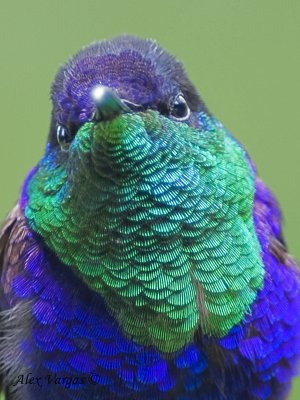 Violet-crowned Woodnymph 2010 - male - portrait