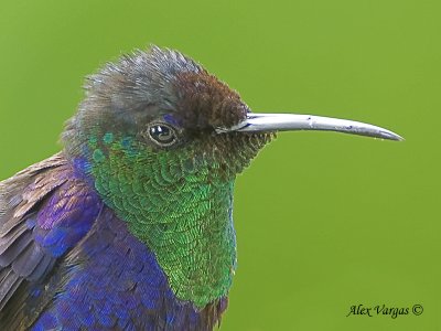 Violet-crowned Woodnymph 2010 - male - profile