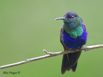 Violet-crowned Woodnymph 2010 - male