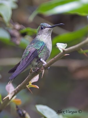 Violet-crowned Woodnymph 2010 - female