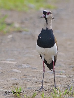 Southern Lapwing 2010 - front view