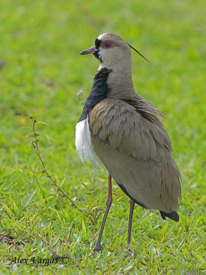 Southern Lapwing 2010 - back view