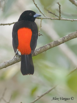 Passerinis Tanager 2010 - male - back view