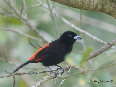 Passerini's Tanager 2010 - H