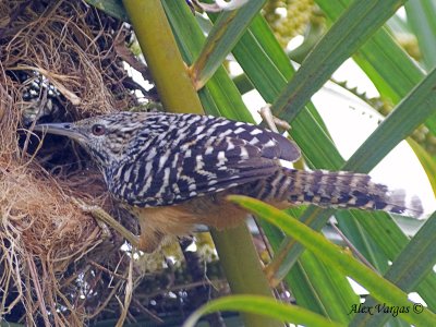 Banded-backed Wren 2010