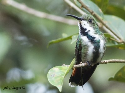 Green-breasted Mango 2010 - female 2