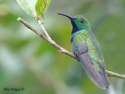 Green-breasted Mango 2010 - male - back view