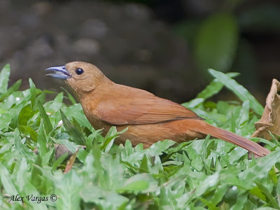 White-lined Tanager 2010