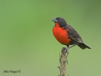 Red-breasted Blackbird 2010