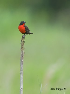 Red-breasted Blackbird  2010 - male 2