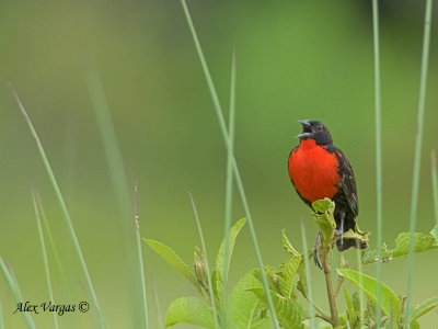 Red-breasted Blackbird 2010 - male - doing the Pavarotti