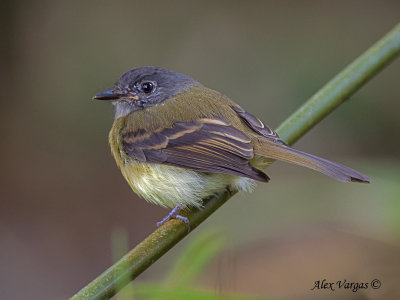 Tawny-chested Flycatcher 2010 - back view