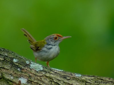 Common Tailorbird -- sp 81