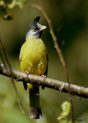 Crested Finchbill -- sp 97