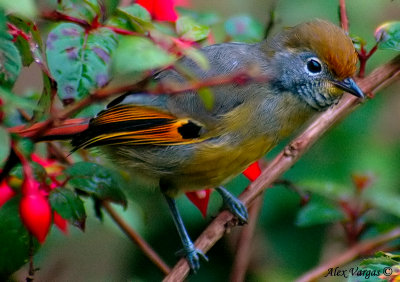 Chestnut-tailed Minla -- 2007