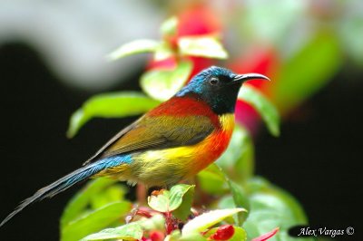 Green-tailed Sunbird - male -- 2007