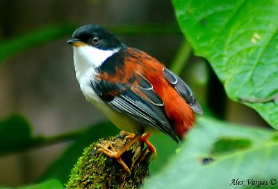 Rufous-backed Sibia -- sp 94