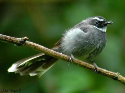 White-throated Fantail -- sp 91